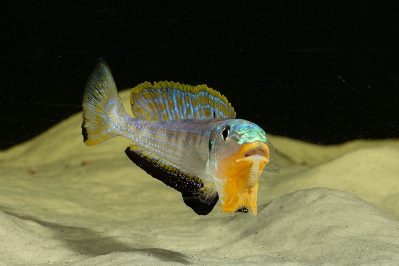 Enantiopus sp. 'kilesa'